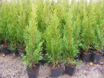 Tuja thuja szmaragd Smaragd do -60cm W DONICY