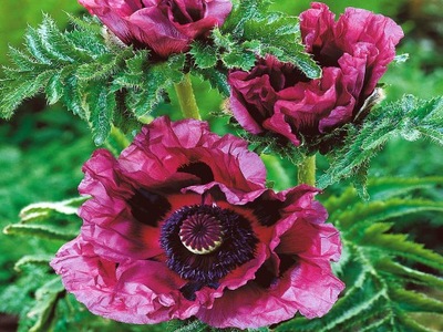 MAK WSCHODNI (PAPAVER ORIENTALE) 'PATTY’S PLUM'