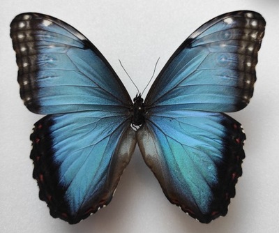 Motyl Morpho peleides samiec .