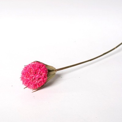 Czarnuszka z kraspedią różową suszone kwiaty