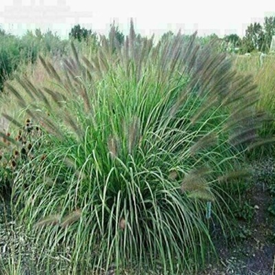 Rozplenica japońska Read Head - Pennisetum - sadzonka XXL