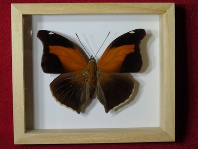 Motyl w ramce / gablotce 14x12cm . Historis odius - Peru .