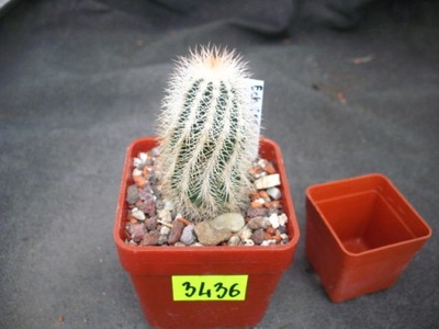 Echinocereus reichenbachii albispinus 3436 don6x6cm WW0517P