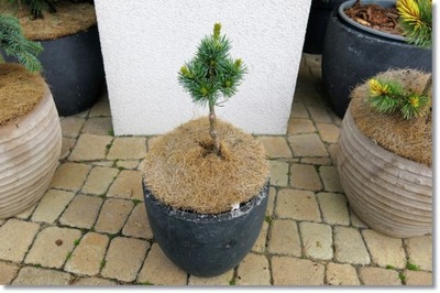 Pinus parviflora 'Kin-po' - !!!