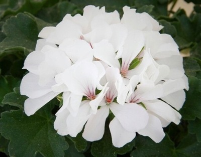 Pelargonia MARCADA WHITE kwitnie długo