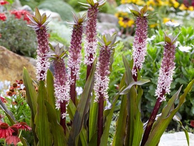 EUKOMIS | EUCOMIS | 'INDIAN SUMMER' | 1 szt.