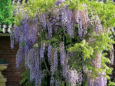 GLICYNIA (WISTERIA) CHIŃSKA FIOLETOWA | DON. 2L