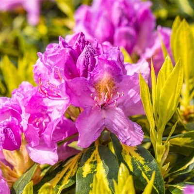 Rhododendron 'Goldflimmer' | Różanecznik