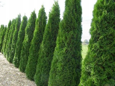Tuja Thuja Szmaragd smaragd w doniczce