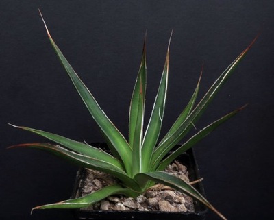 Kaktusy! - Agave filifera - RARYTAS!