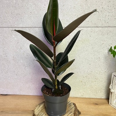 Ficus elastica 'Abidjan Fikus Sprężysty Czarnolistny