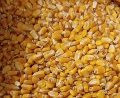 Kukurydza ziarno, pasza, karma 20kg