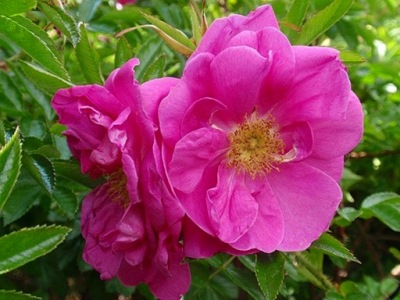 ROSA RUGOTIDA DART’S DEFENDER RÓŻA OKRYWOWA