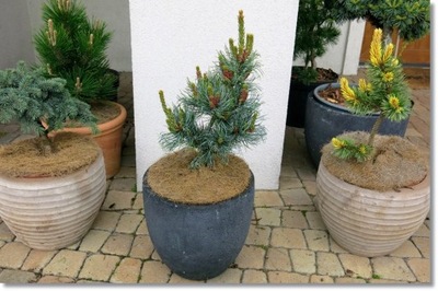 Pinus parviflora 'Ibo-can' ... !!! !!! !!!