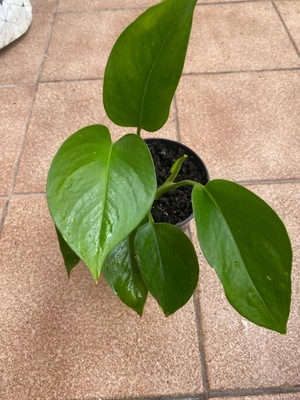 Epipremnum Aureum Scindaptus