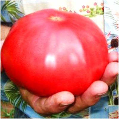 Pomidor Malinowy nasiona Olbrzym Gigant Soczysty