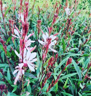 Gaura Baby Butterflay Dark Pink poj 1L