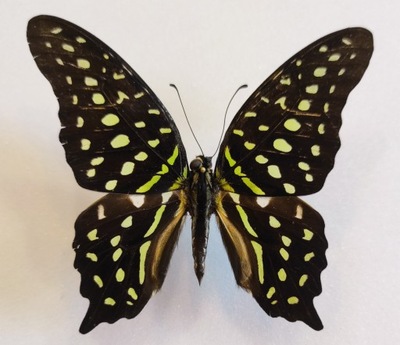 Motyl Graphium agamemnon samiec.