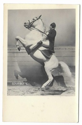 Courbette [koń - jeździectwo - kurbetta] fotografia na papierze pocztówkowy