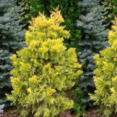 Thuja IRISH GOLD