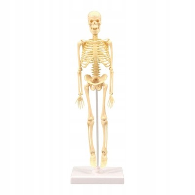 Anatomia anatomiczna człowieka Model szkieletu