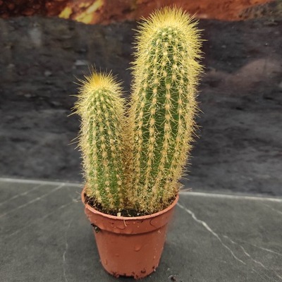 Złoty kaktus - Cactaceae Pilosocereus Chrysostele