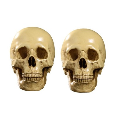 1:1 ludzka czaszka model żywiczny anatomiczny