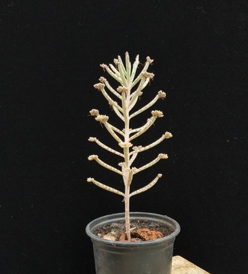 Kalanchoe delagoensis tubiflora Bryophyllum żyworódka