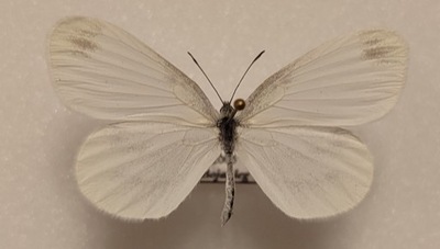 Motyl Leptidea sinapis samica .