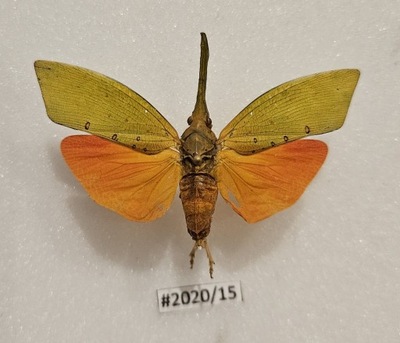 Saiva cultellata 54mm