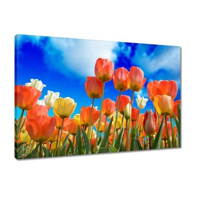 Obrazy 60x40 Kolorowe tulipany