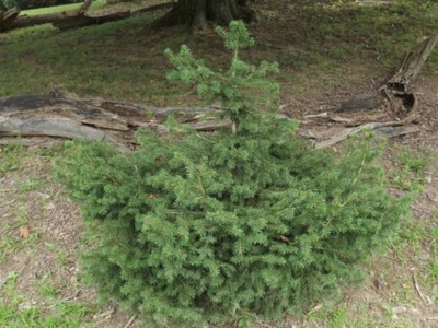 Świerk Pospolity Picea Maxwelli