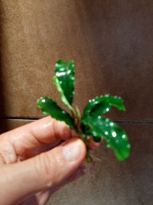 Bucephalandra VELVET GREEN - RARYTAS