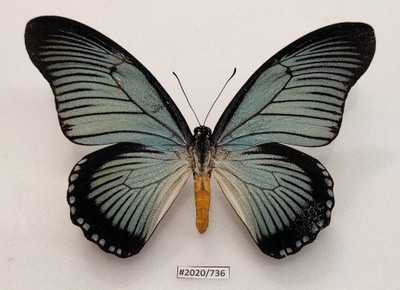 Motyl Papilio zalmoxis 135mm samiec .
