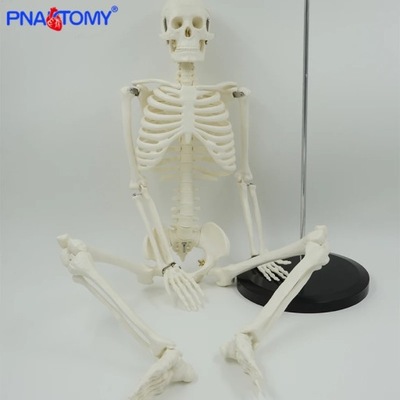 Model anatomiczny - szkielet człowieka 85 cm