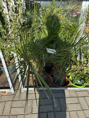 Palma Phoenix roebelenii 100cm