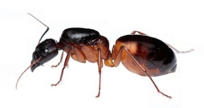 Mrówki Camponotus sanctus Q