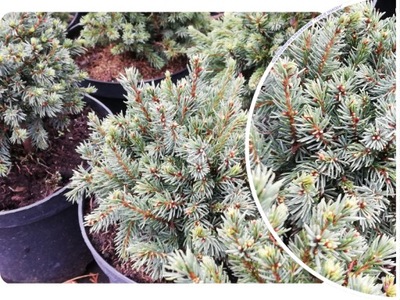 ŚWIERK 'Picea' MINI