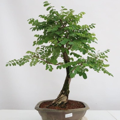 Akacja biała - Grochodrzew na Bonsai (Robinia pseudoacacia) 20 nasion