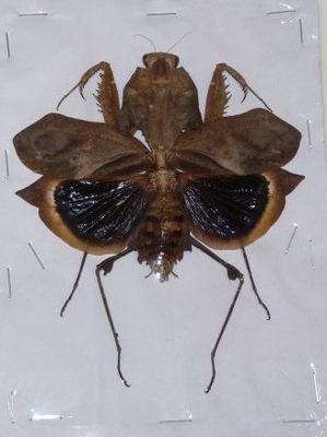 Modliszka Deroplatys desiccata samica +80mm. SUPER