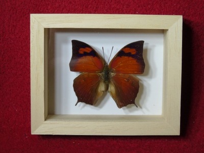 Motyl w ramce 10x8 cm Fountainea eurypyle - 50 mm .