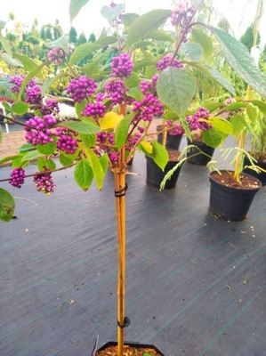 Pięknotka NA PNIU 'Profusion' PROMOCJA_PRODUCENT!