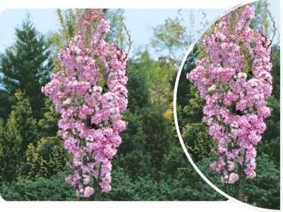 WIŚNIA 'Prunus serrulata' JAPOŃSKA AMONAGAWA