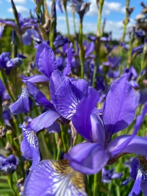 Kosaciec syberyjski Iris niebieski sadzonka