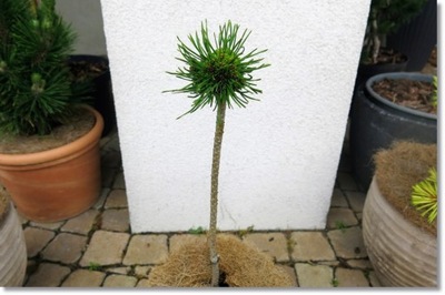 Pinus uncinata 'Mouse' - super miniatura !!!