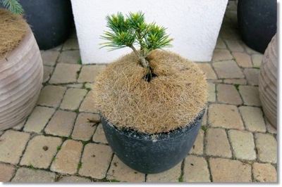 Pinus koraiensis 'Amba' - Unikat !!!