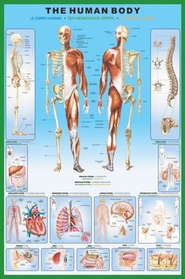 Plakat Ciało Człowieka Anatomia Plansza 61x91,5 cm