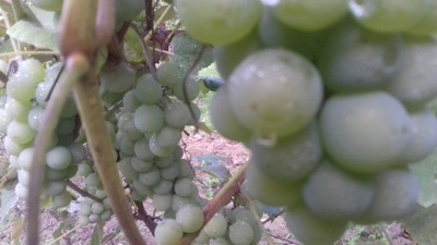 WINOROŚL Sadzonki winogron-Refren na wino 3let 180cm