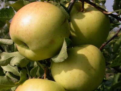 Jabłoń karłowata Boiken- gat. I z donicy