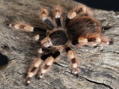 Nhandu coloratovilosus samica SpidersForge)